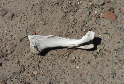 other bones like this were found